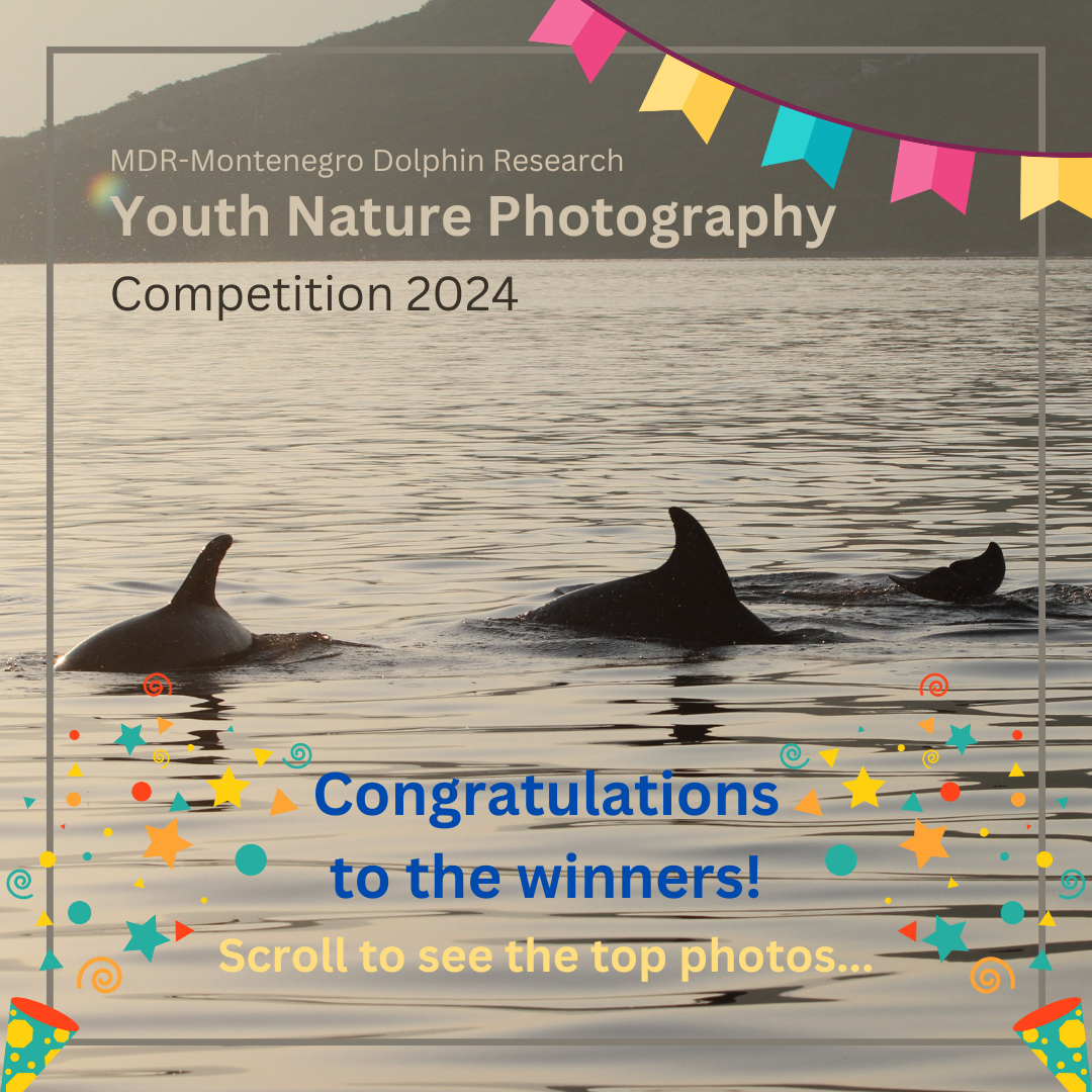 Winners of the Wildlife Photography Competition 2024