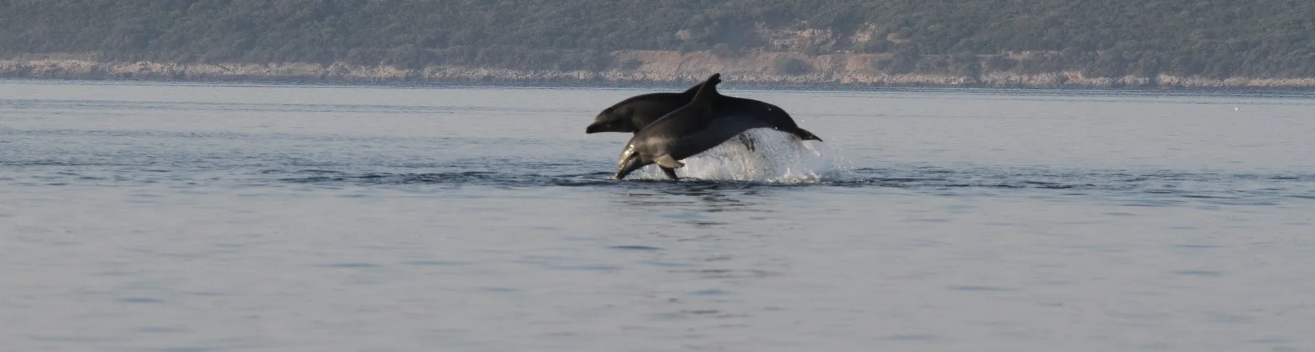 Newsletter DMAD Montenegro Dolphin Research | December 2020 | Issue 2