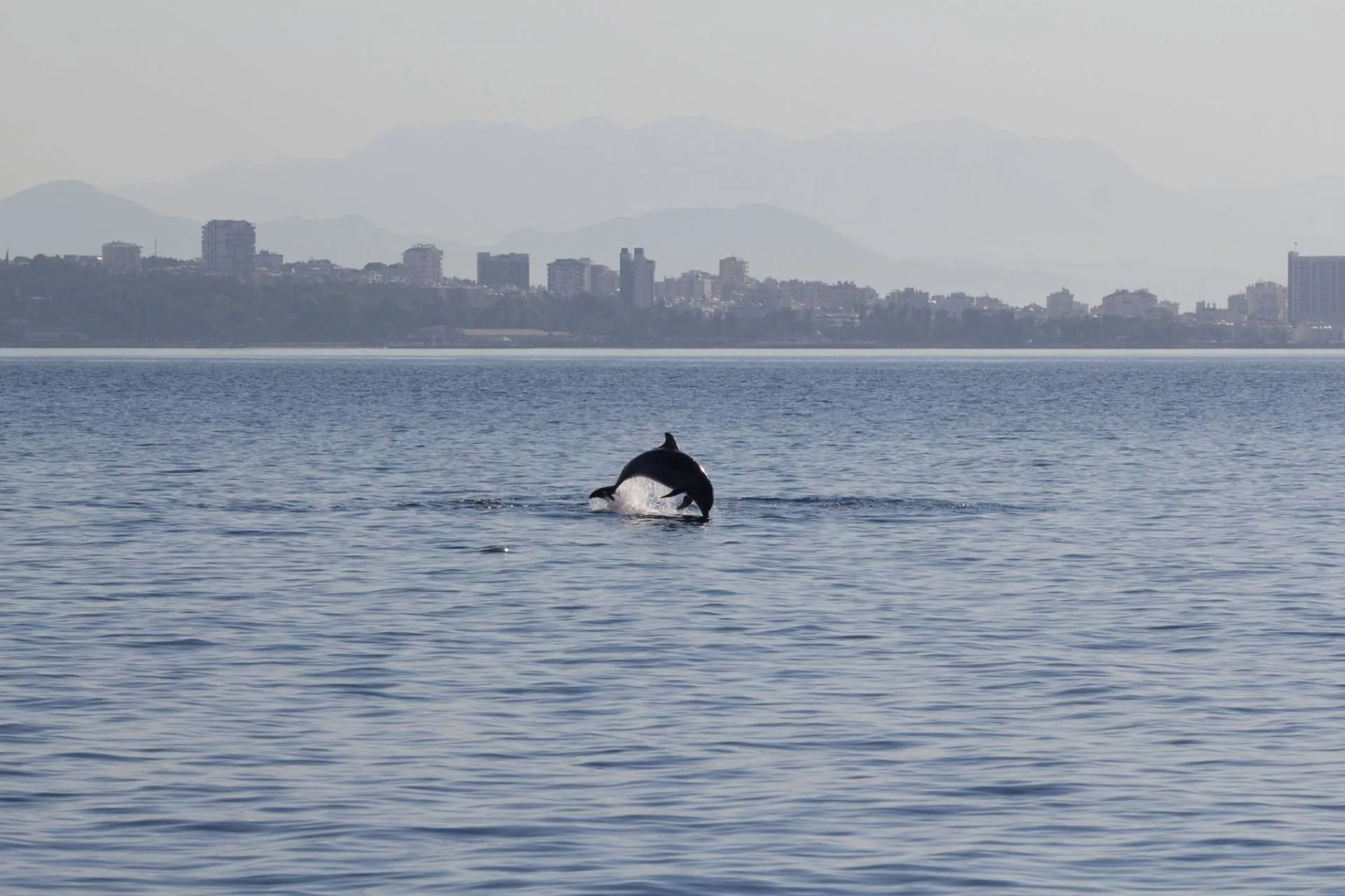 Conservation: From Observation to Action – Part 1: The Basics of Conservation