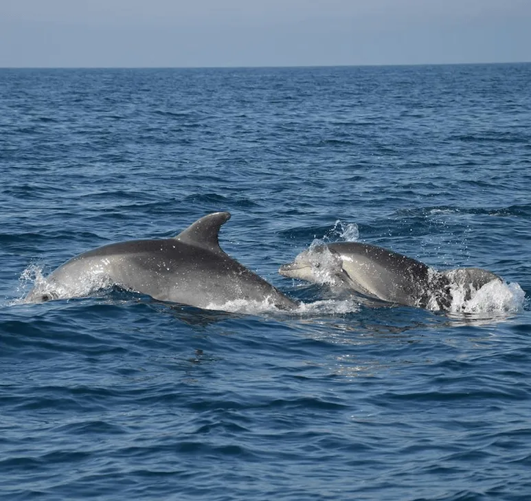 Conservation: From Observation to Action – Part 3: Planning, Where Research meets Action
