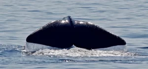 86977200_2516444501927531_5512089258782883840_o-a36d5049-1920w