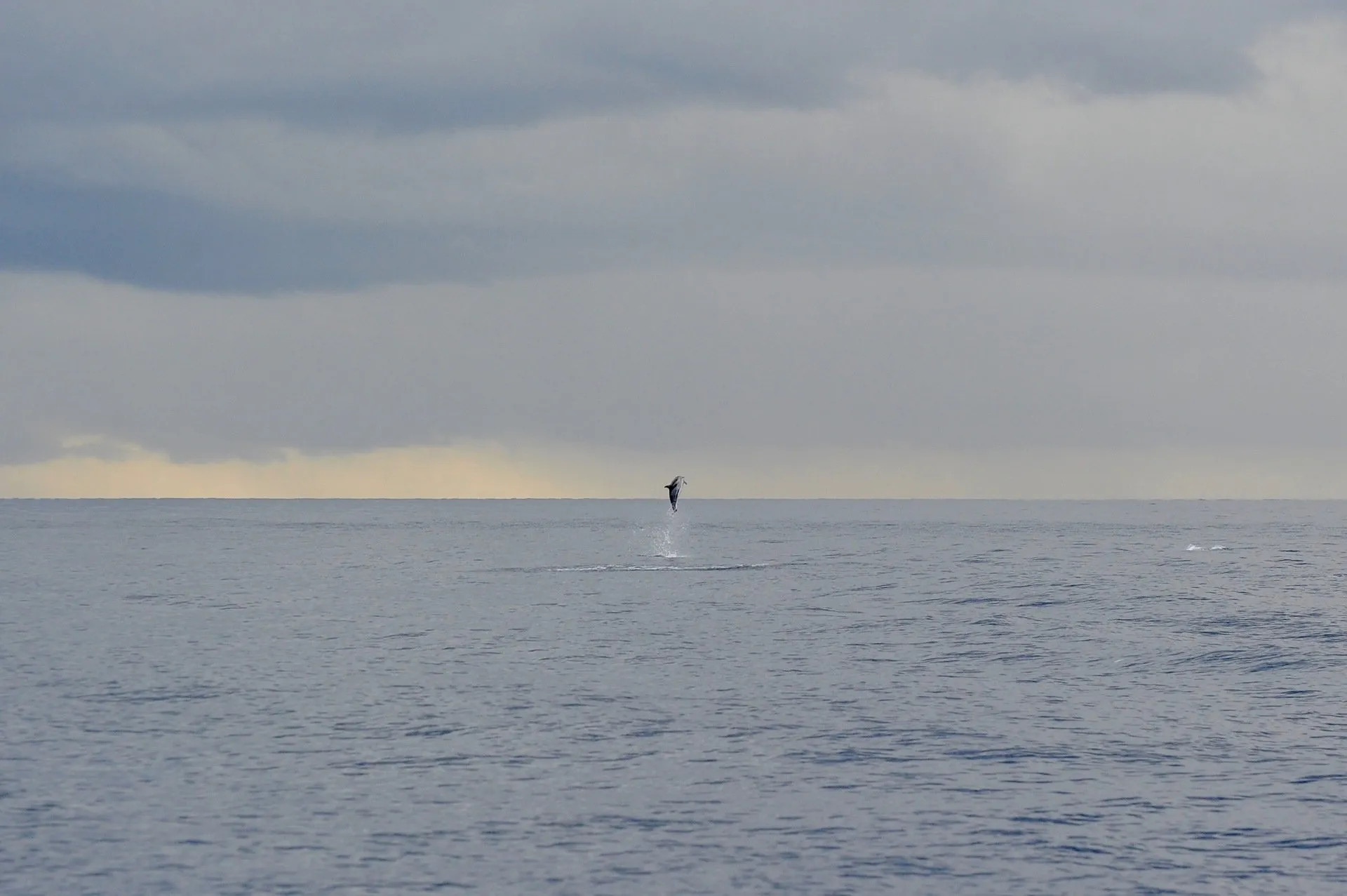 From Small Cetaceans to the Great Whales of the East: Winter Expedition