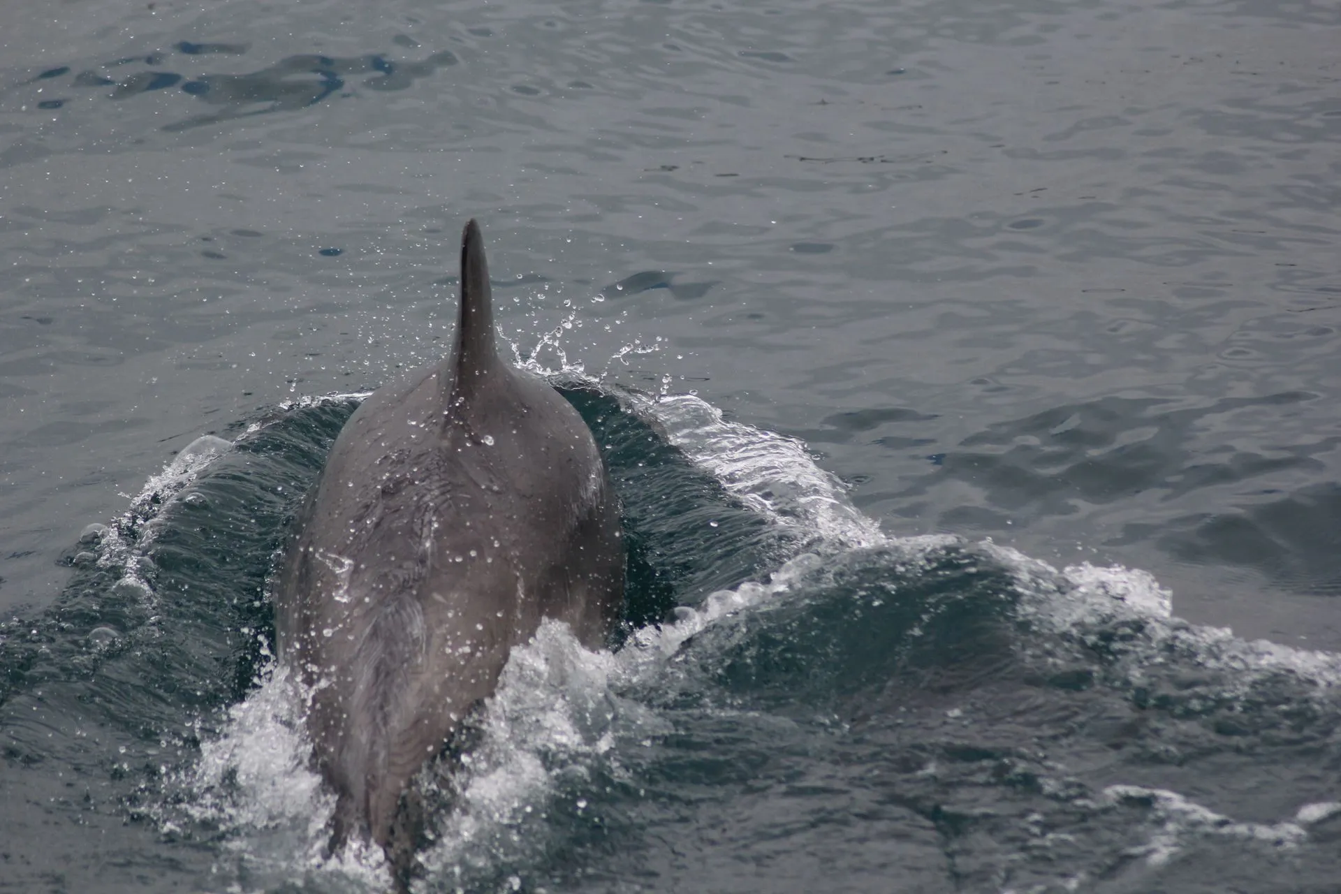 Do dolphins have accents? New publication from DMAD!