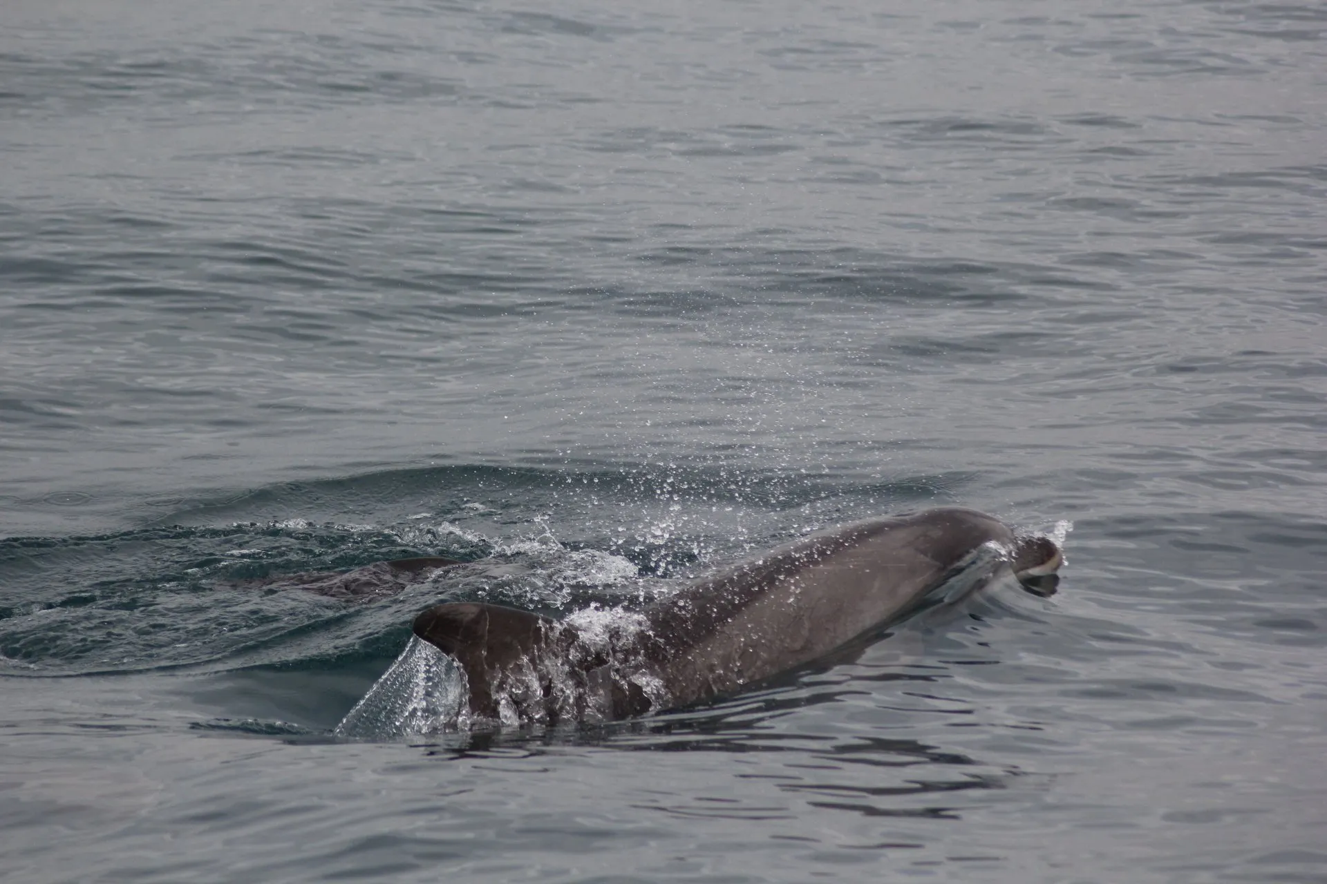 Istanbul Strait Survey: Harbour porpoises, Bottlenose dolphins, ARD Tv