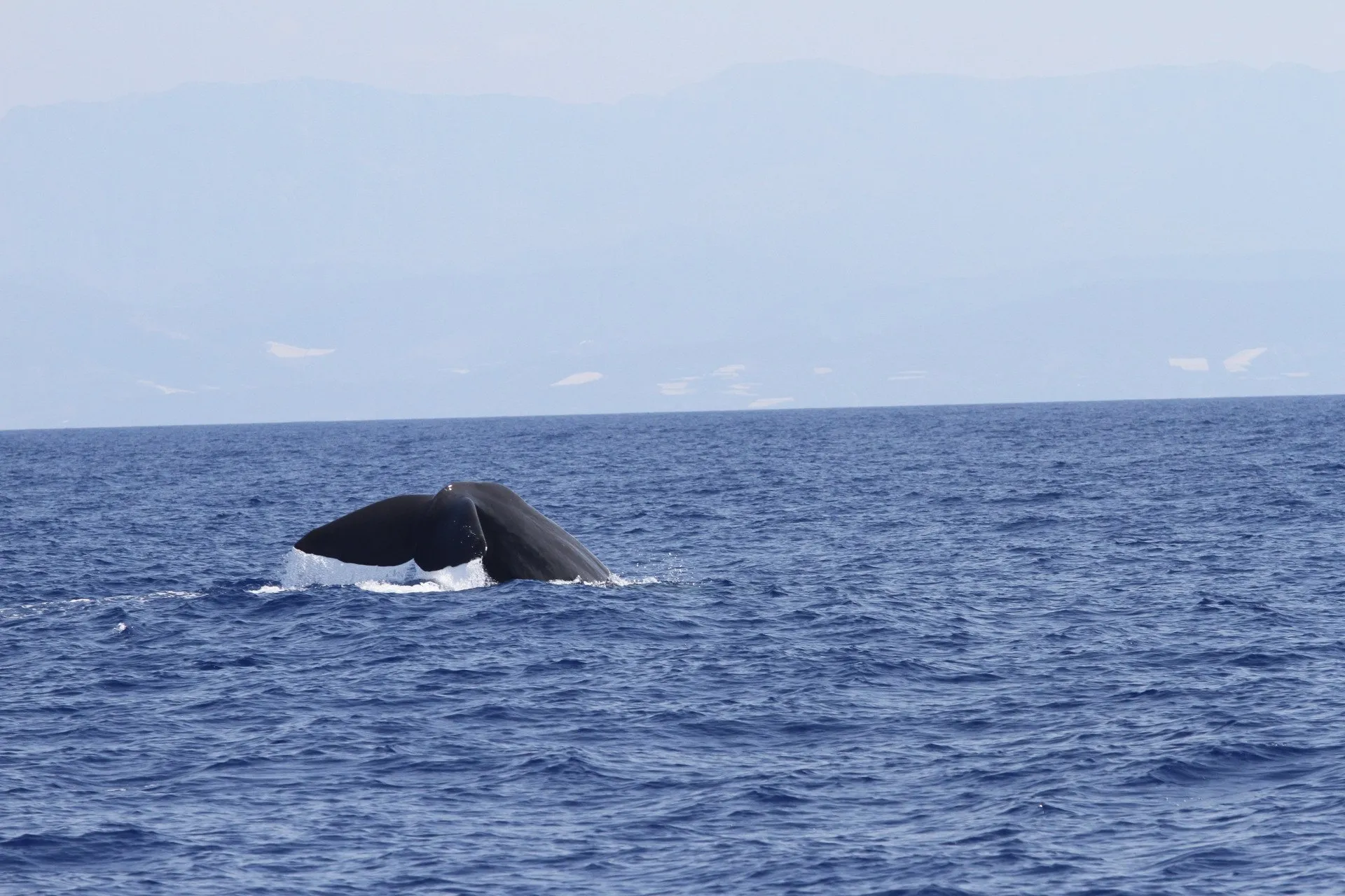 GGDS: Summer Survey Effort Completed