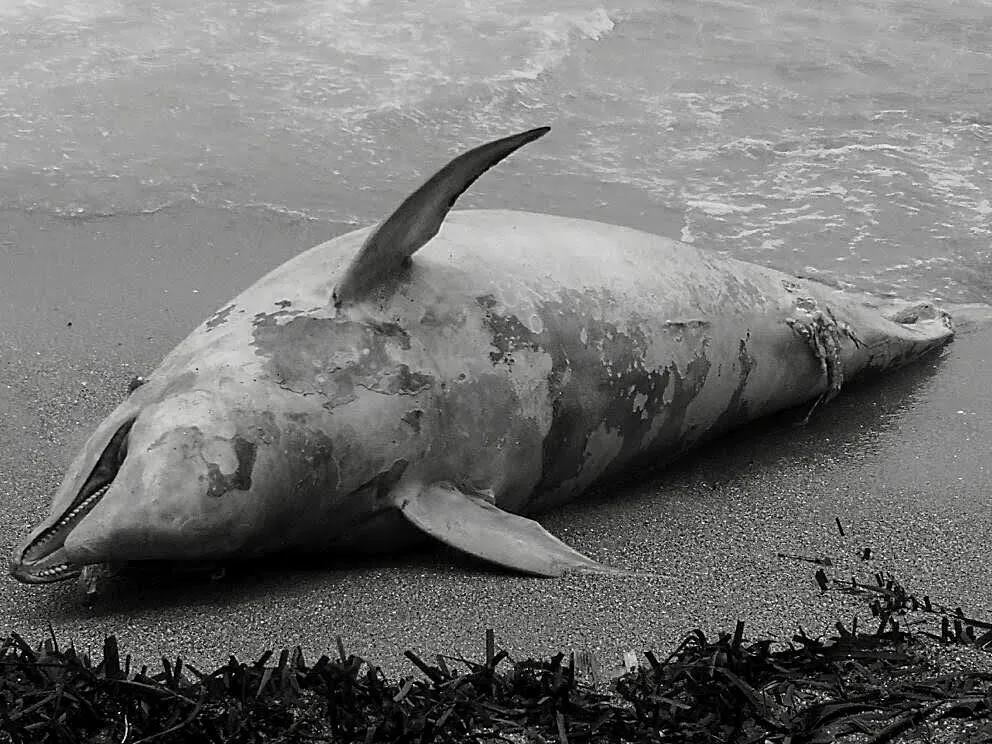 Dolphin Stranded on Beach of Budva in Montenegro