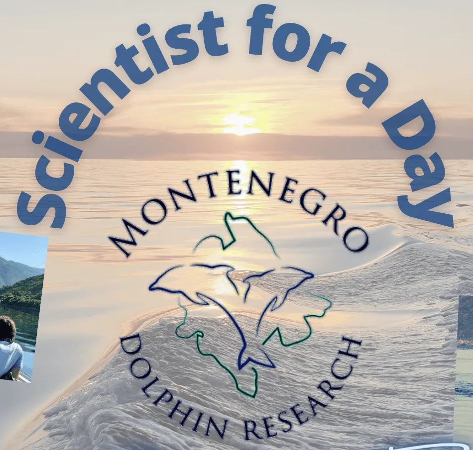 DMAD, MDR and Pelagic Dolphin Tours