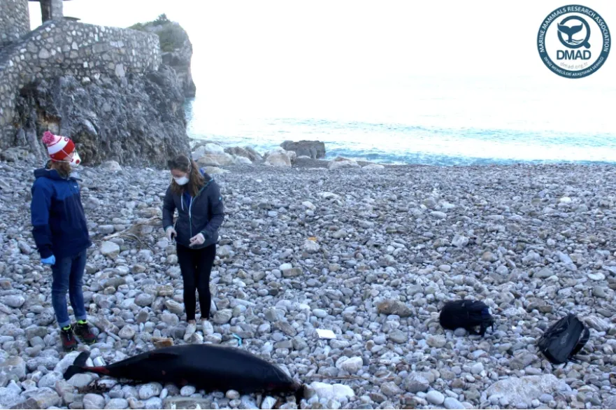 Bottlenose Dolphin stranded on Sveti Nikola Island, Budva