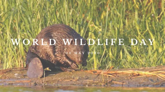 World Wildlife Day 2020