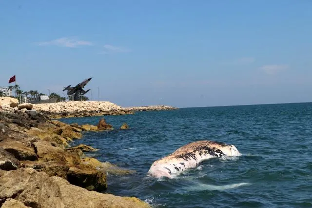 Fin whale stranded at Turkey coast