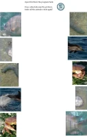 Draw+the+line+Other+halve+Animals+2-1920w Draw+the+line+Other+halve+Animals+2-1920w