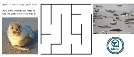 Maze+Seal+group+(4-6years)-1920w Maze+Seal+group+(4-6years)-1920w