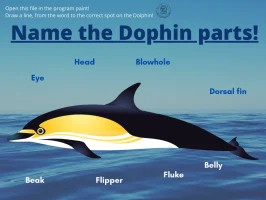 Name+the+Dolphin+parts!-1920w Name+the+Dolphin+parts!-1920w