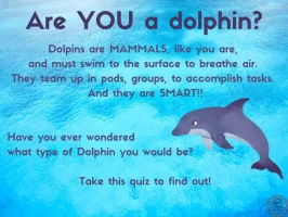 Quiz+-+Are+YOU+a+dolphin+Part1-1920w Quiz+-+Are+YOU+a+dolphin+Part1-1920w