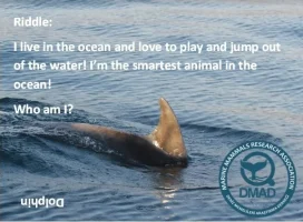 Riddle+Dolphin-1920w