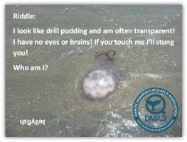 Riddle+Jellyfish-90945c90-1920w