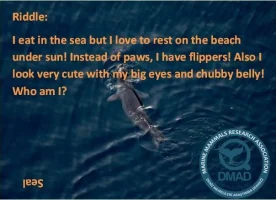 Riddle+Seal-10e84ea5-1920w