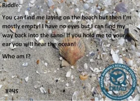 Riddle+Shell-8a24442a-1920w