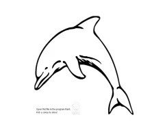 colour+dolphin-1920w