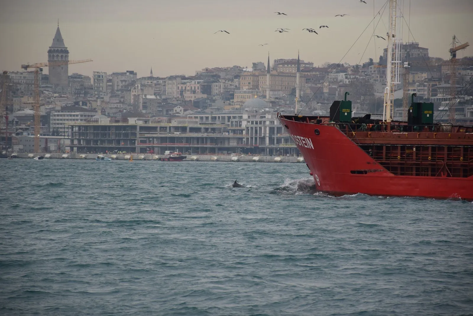 The Wildlife of the Istanbul Strait – Dolphins and Porpoises
