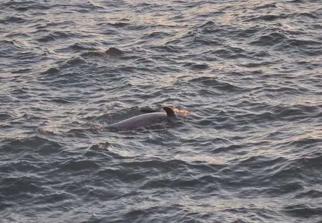 Cetacean Strandings in Turkey