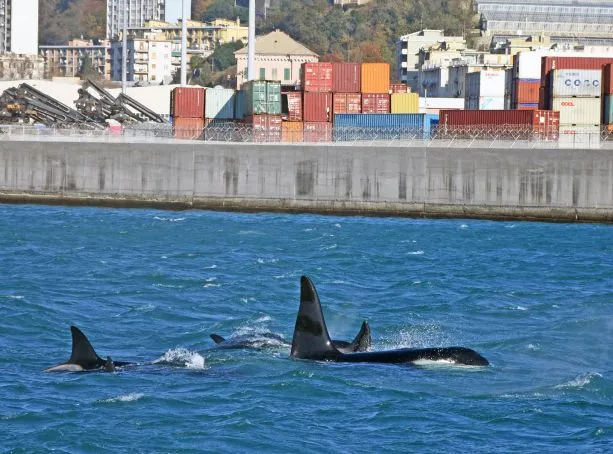 The “Genoa 4” – Orcas in the Mediterranean