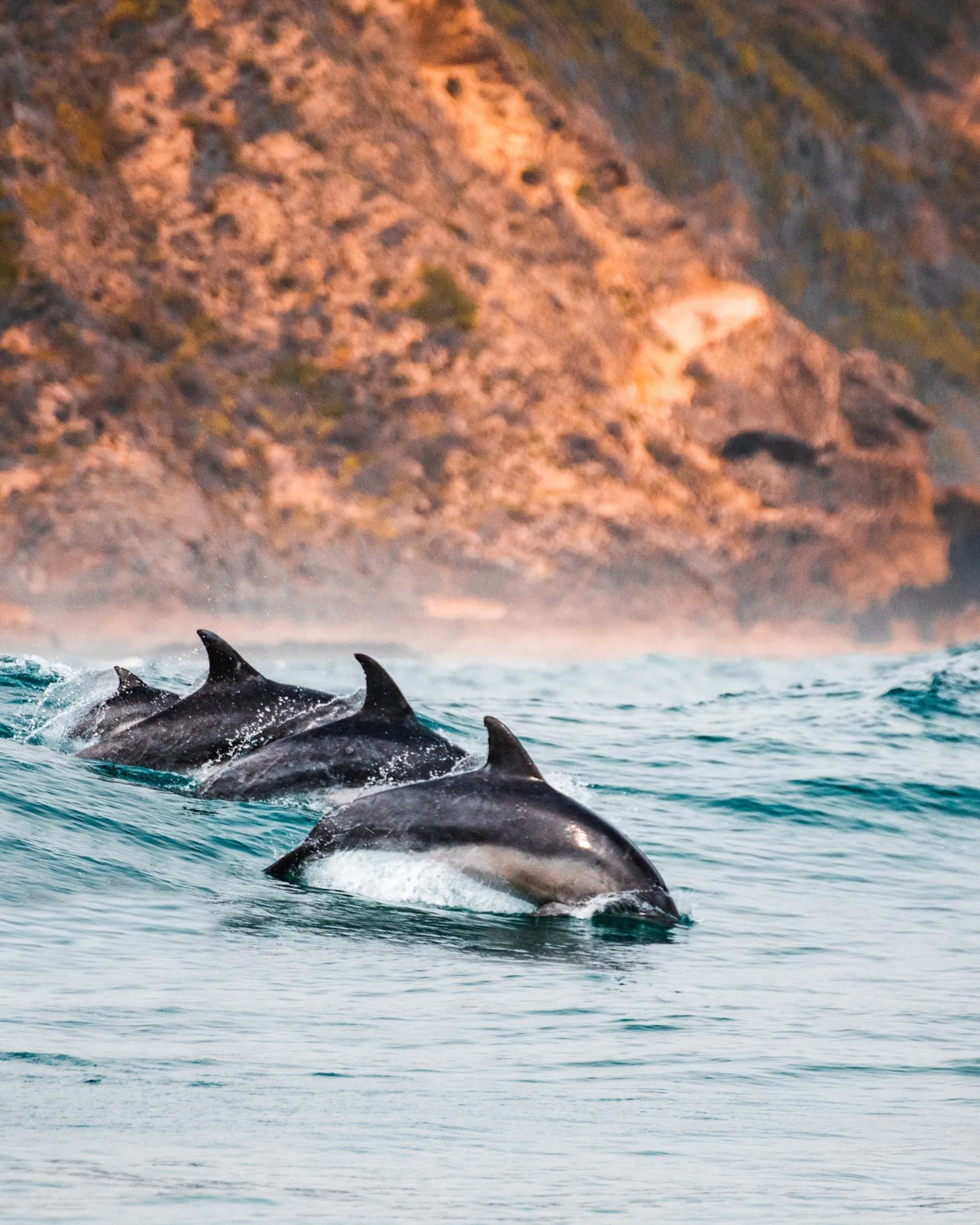 The Hero of Captive Dolphins: An Animatronic Dolphin so realistic it may free dolphins over the world