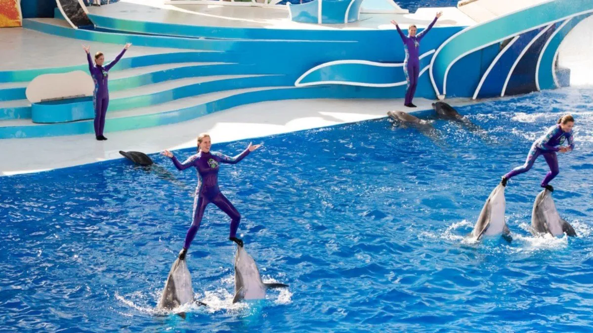 Conservation Through Education: The Truth around Dolphinariums and Captivity